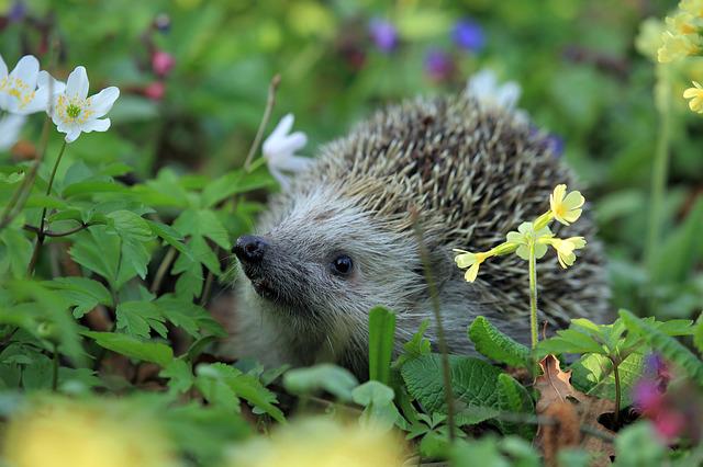 entretien de jardin agen