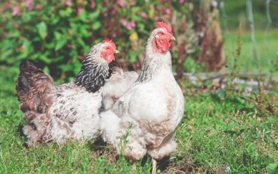 élever des poules