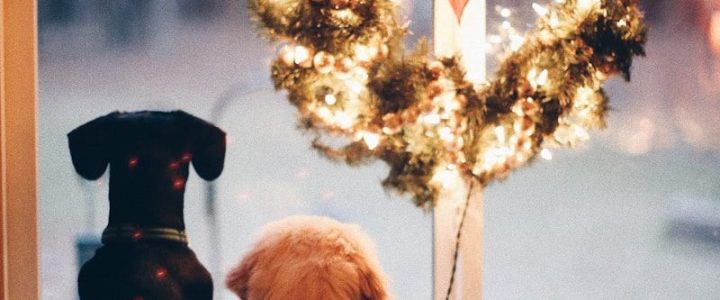 Un moment solennel au cœur de l’esprit de Noël